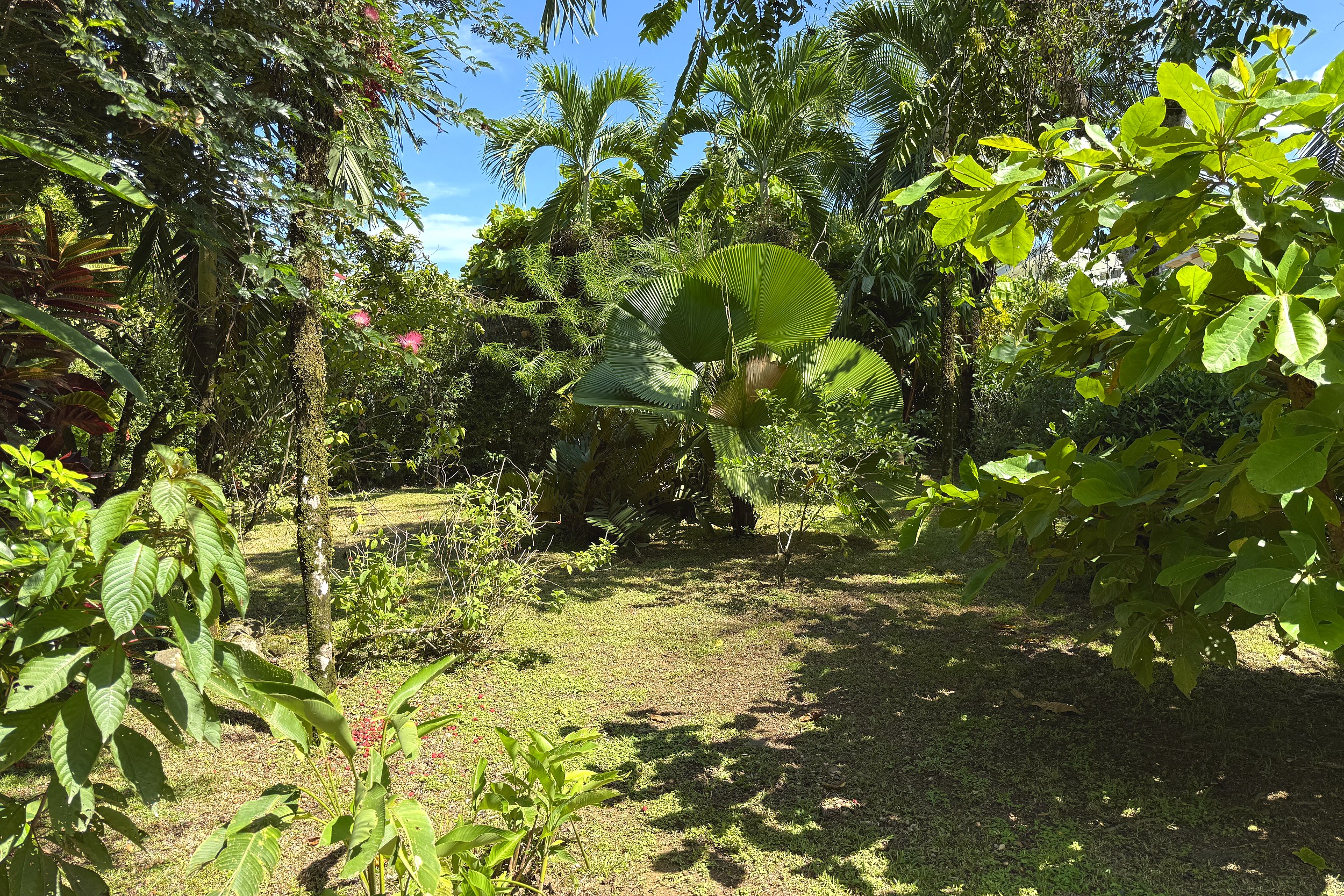 Lush Tropical Garden Jungle Sanctuary lush tropical garden with palms and fan palm foliage in Ojochal, Costa Rica