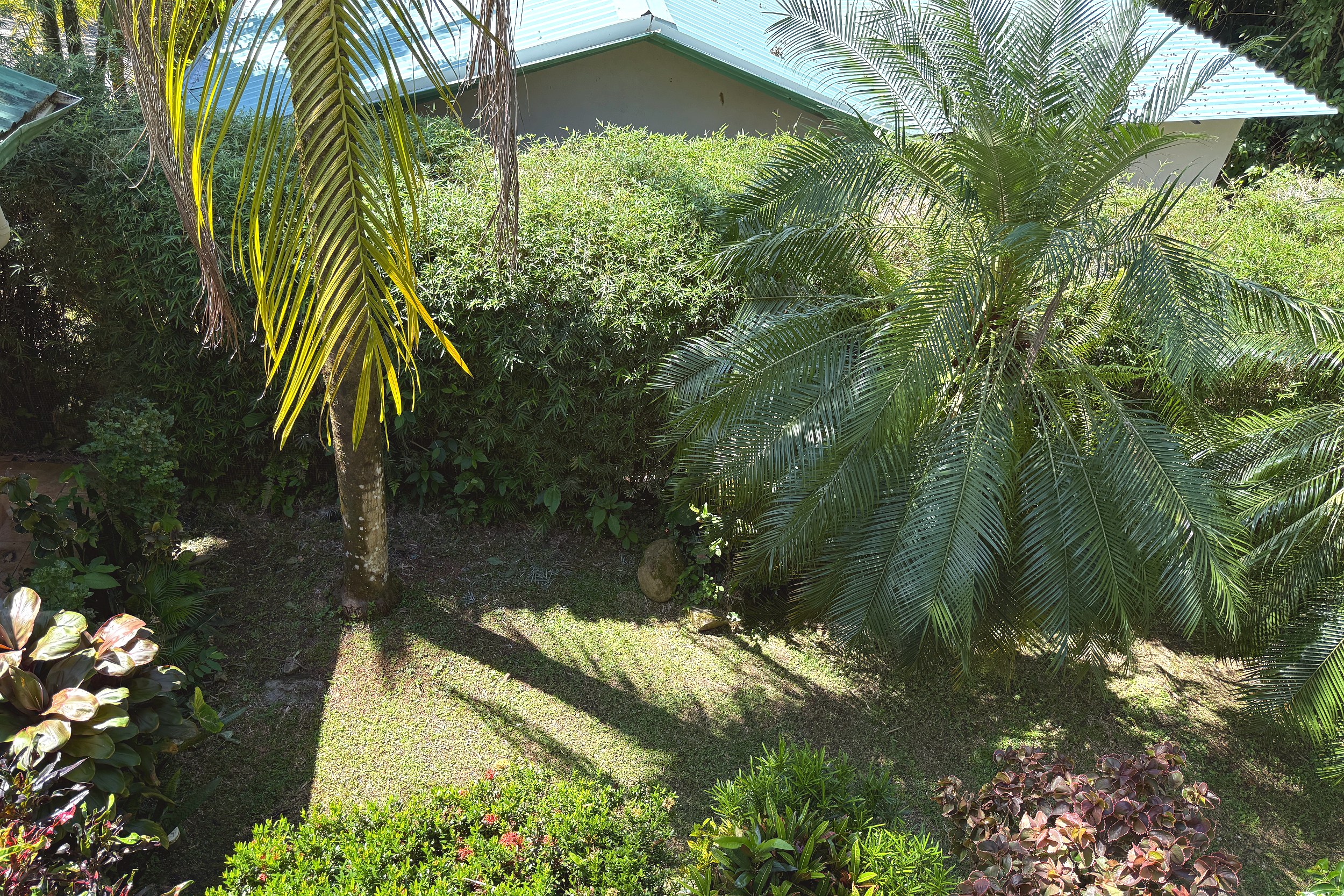 Lush Tropical Garden Jungle Sanctuary lush tropical garden with palms in Ojochal, Costa Rica