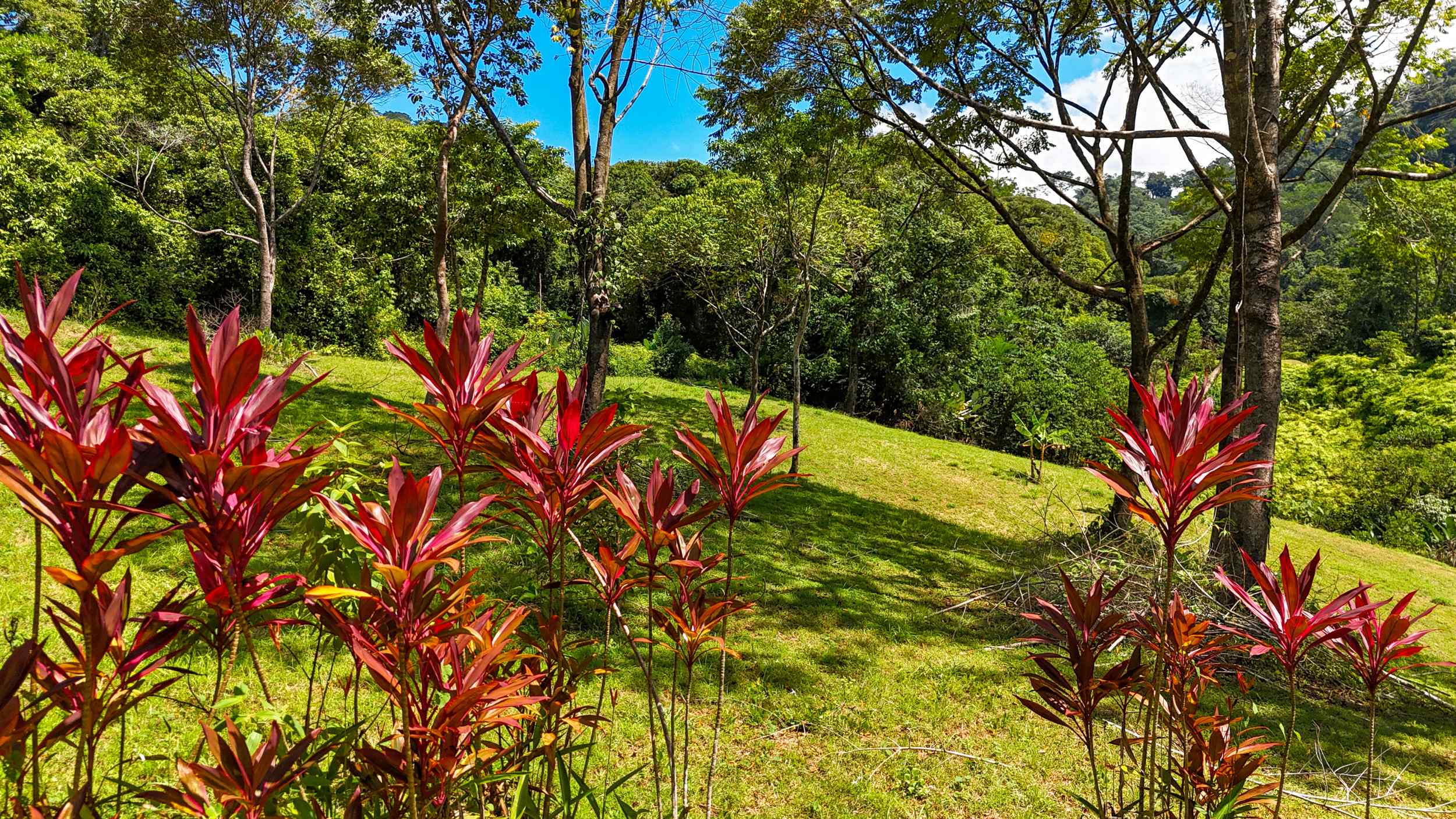 Serene Jungle & Mountain View 4-Acre Building Lot in Tres Rios Costa Rica