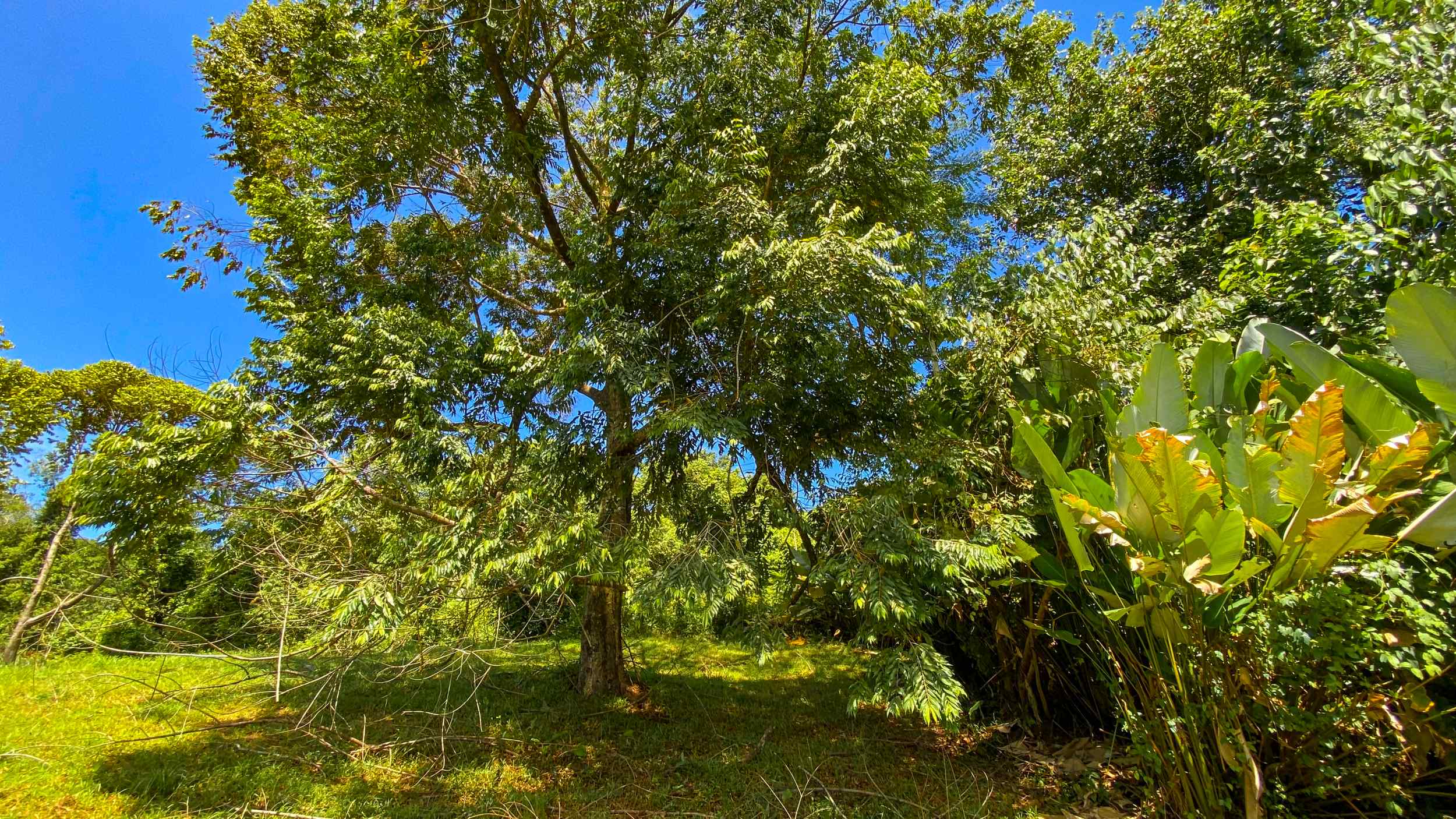 Serene Jungle & Mountain View 4-Acre Building Lot in Tres Rios Costa Rica