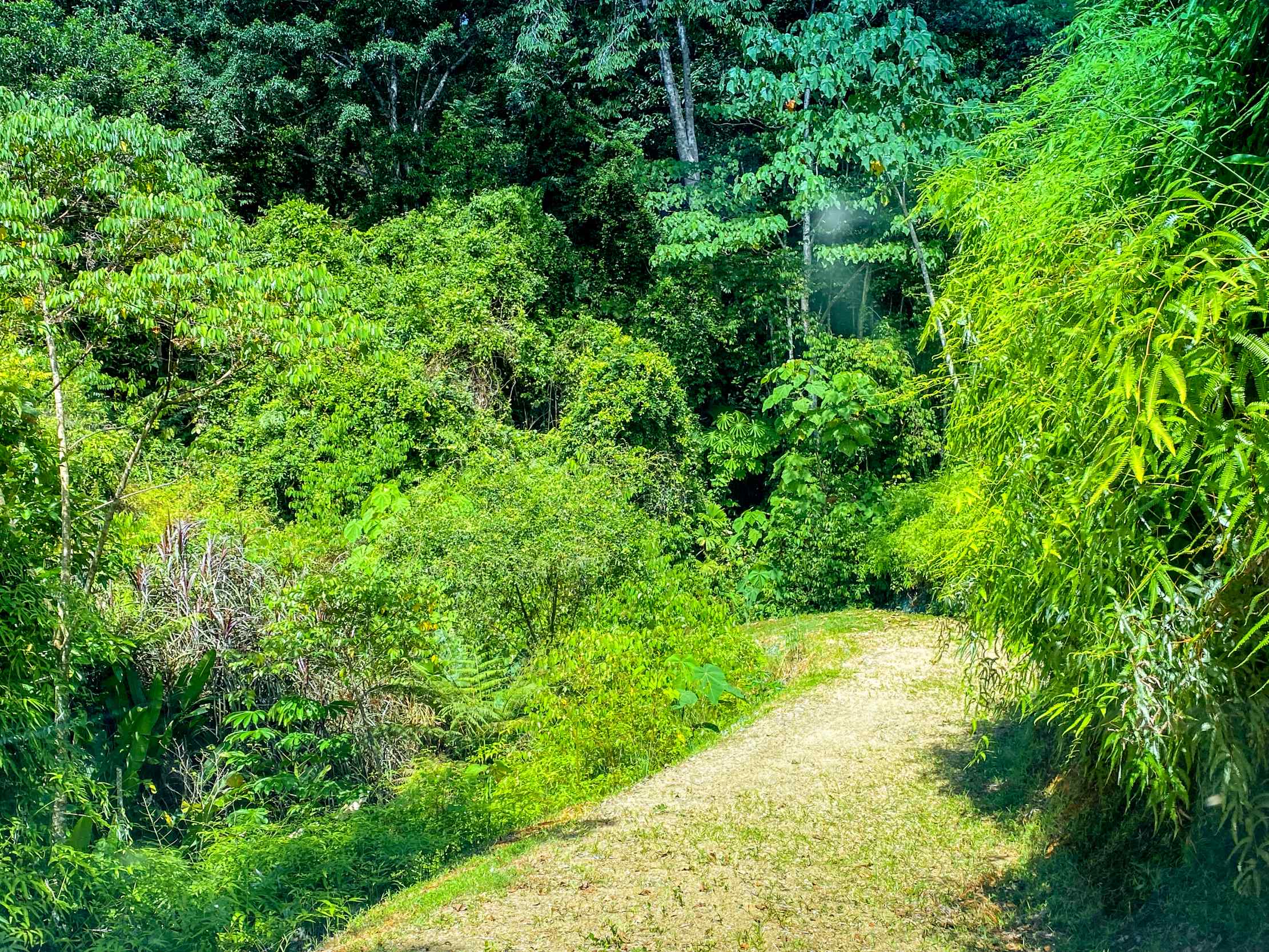 Serene Jungle & Mountain View 4-Acre Building Lot in Tres Rios Costa Rica