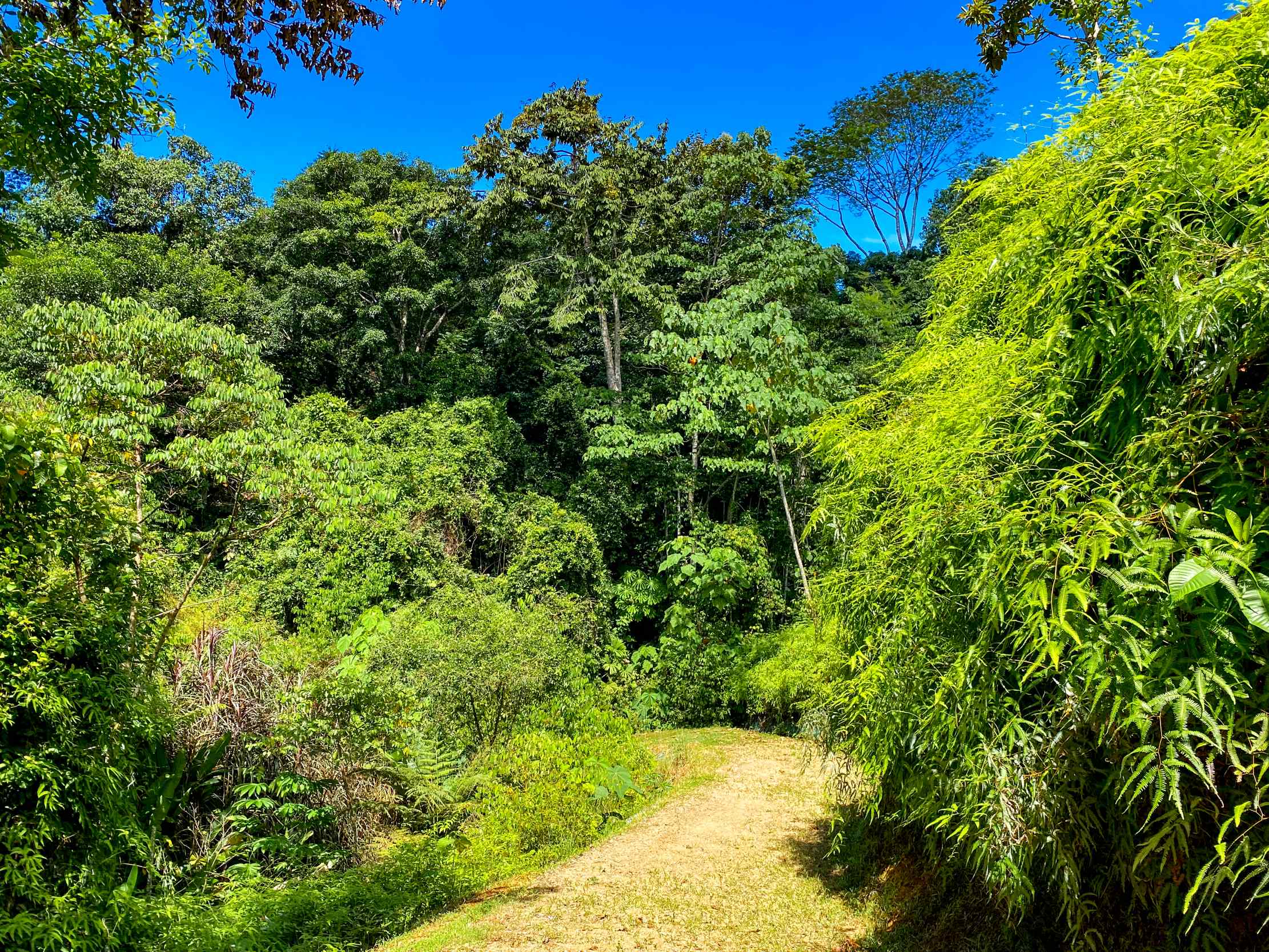 Serene Jungle & Mountain View 4-Acre Building Lot in Tres Rios Costa Rica
