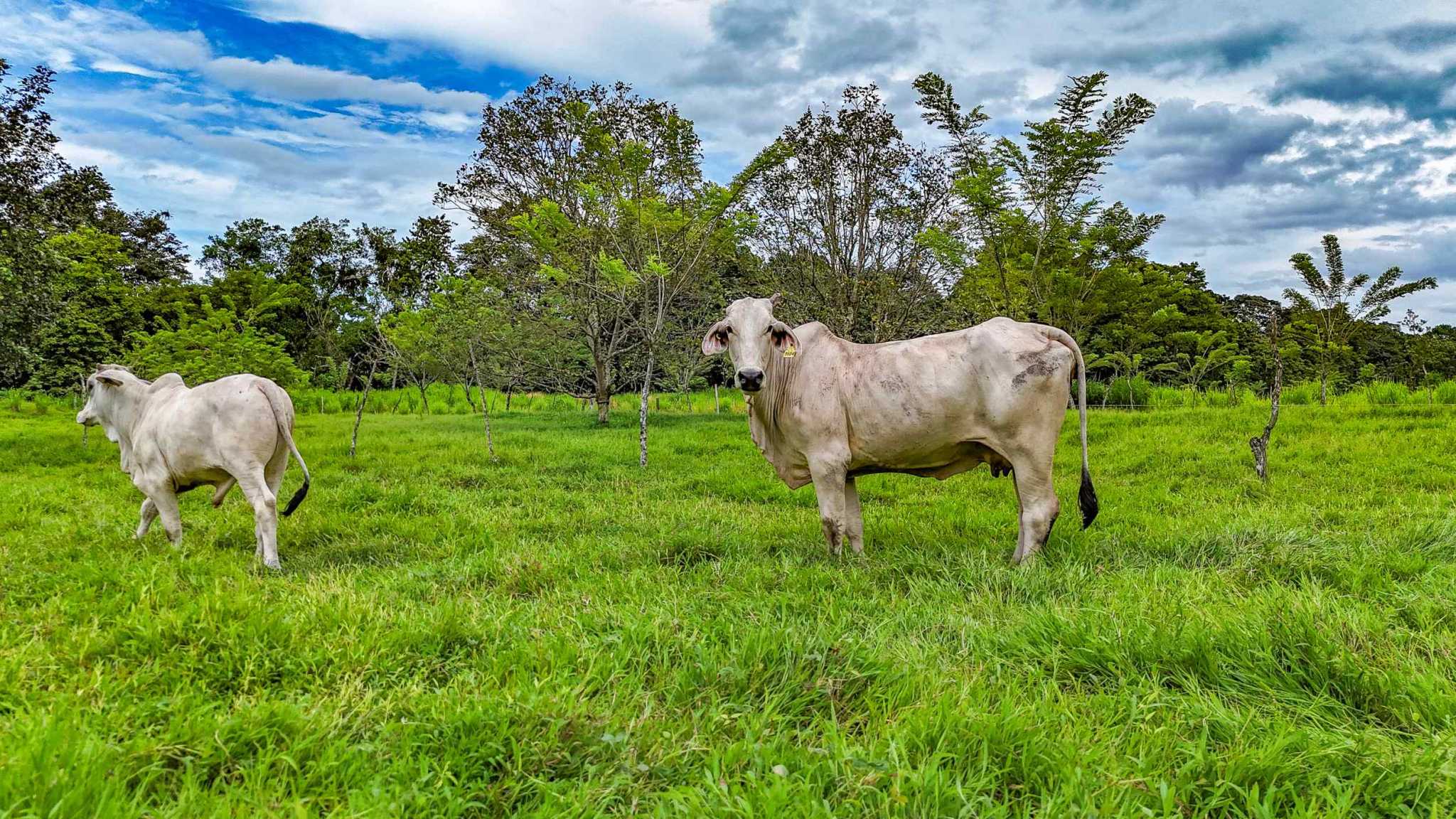 Stunning 2-Bedroom Ranch with Panoramic Views & Legal ASADA Water in Palmar Norte Costa Rica