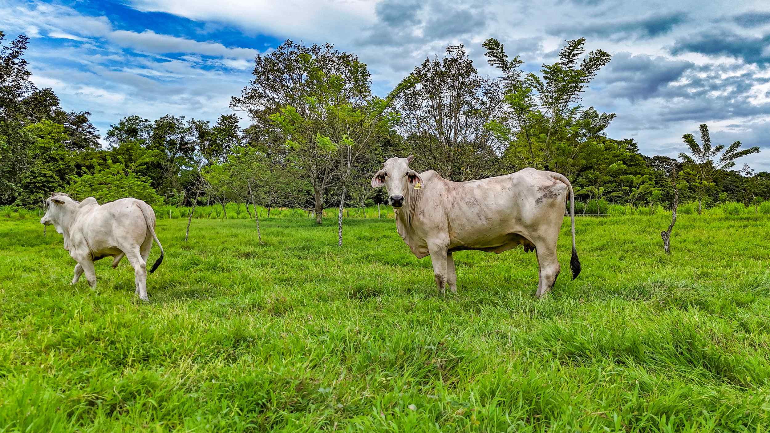 71996-58 Stunning 2-Bedroom Ranch with Panoramic Views & Legal ASADA Water in Palmar Norte Costa Rica