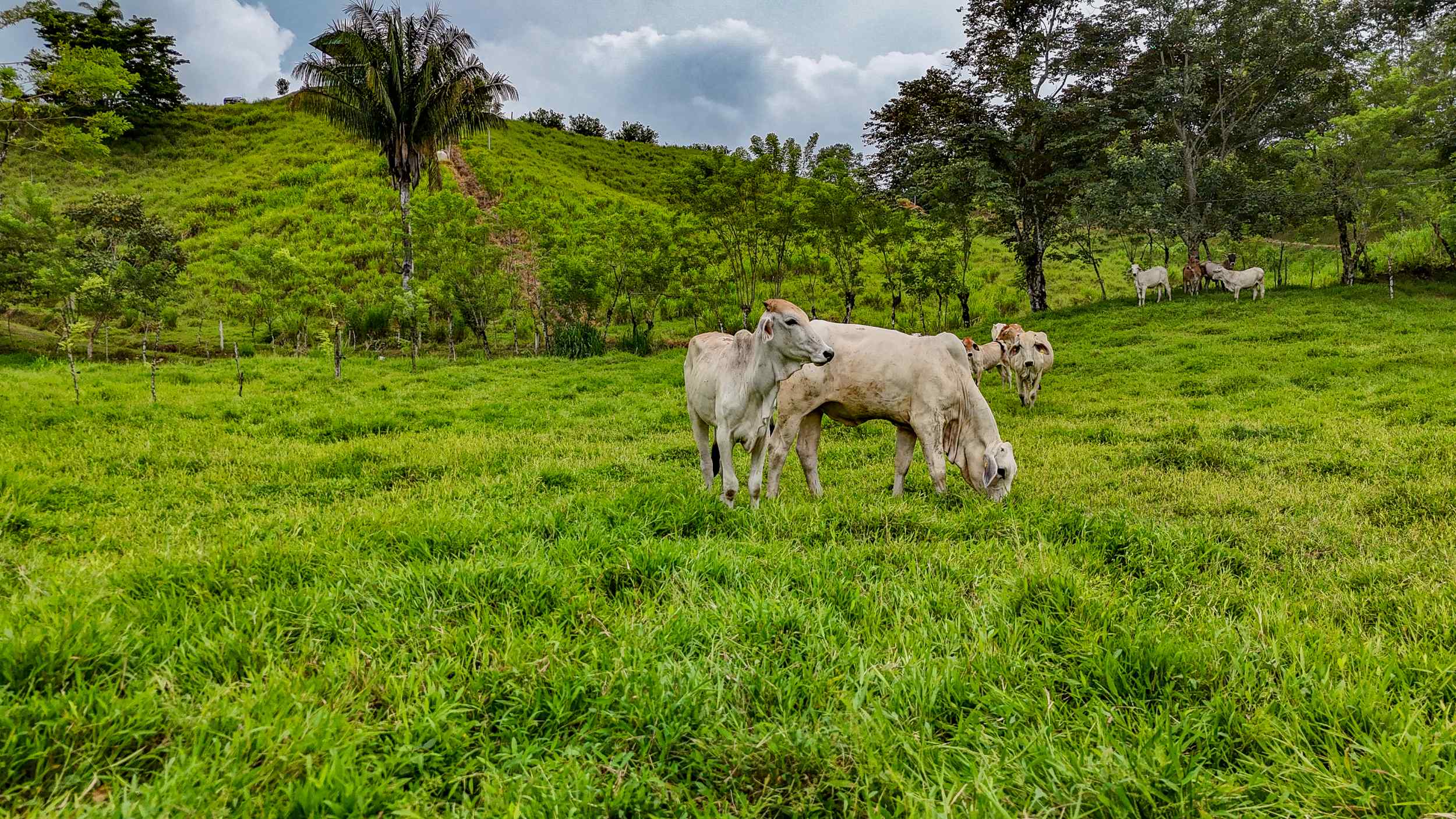 71996-59 Stunning 2-Bedroom Ranch with Panoramic Views & Legal ASADA Water in Palmar Norte Costa Rica