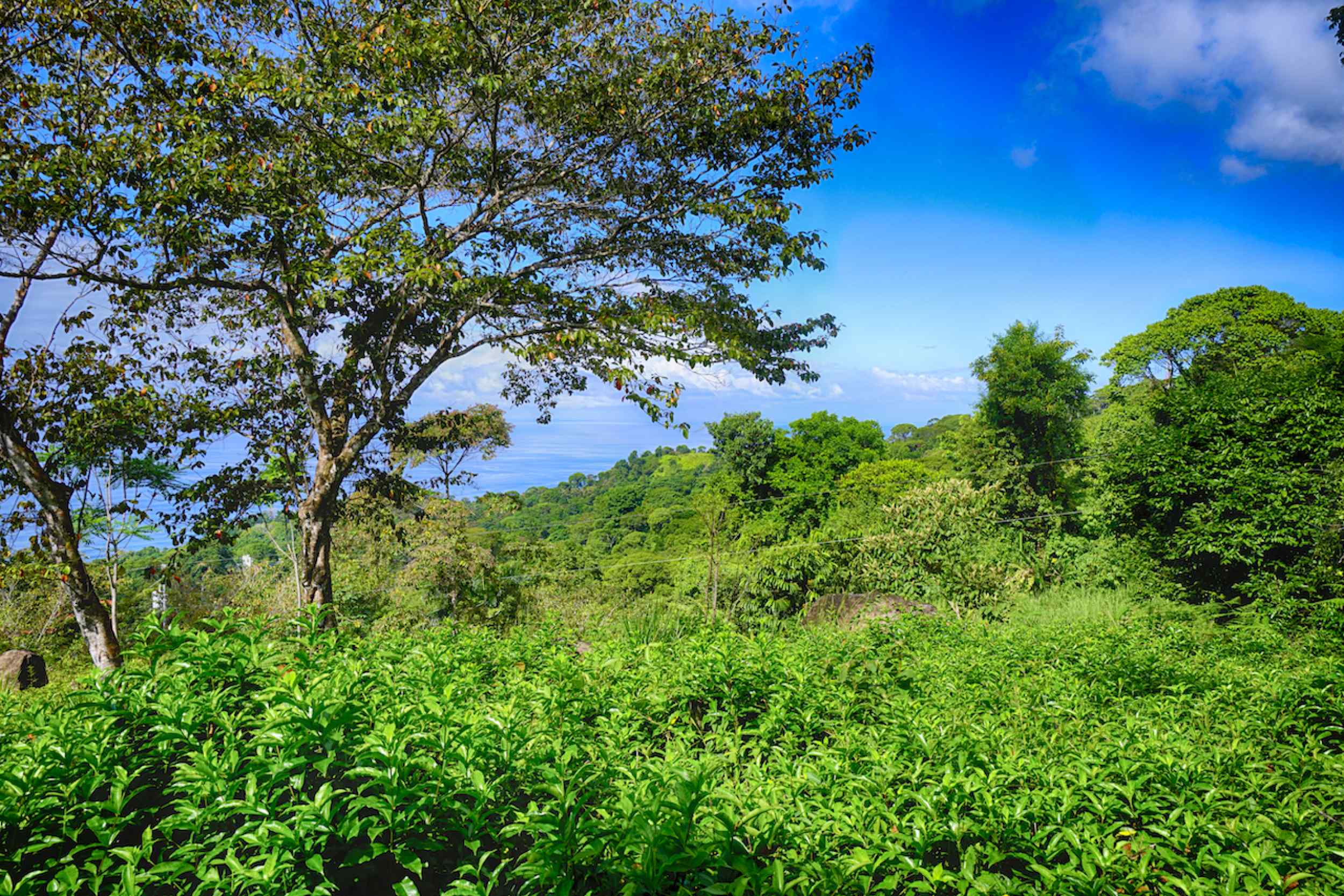 72210-6 Spectacular Ocean View Over-an-Acre Building Lot in Dominical Costa Rica