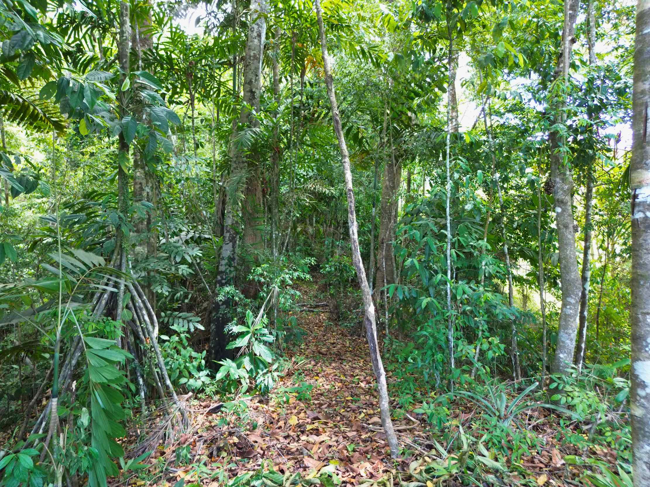 Spectacular Ocean View Nearly 14-Acre Building Lot with Legal Water in Uvita Costa Rica