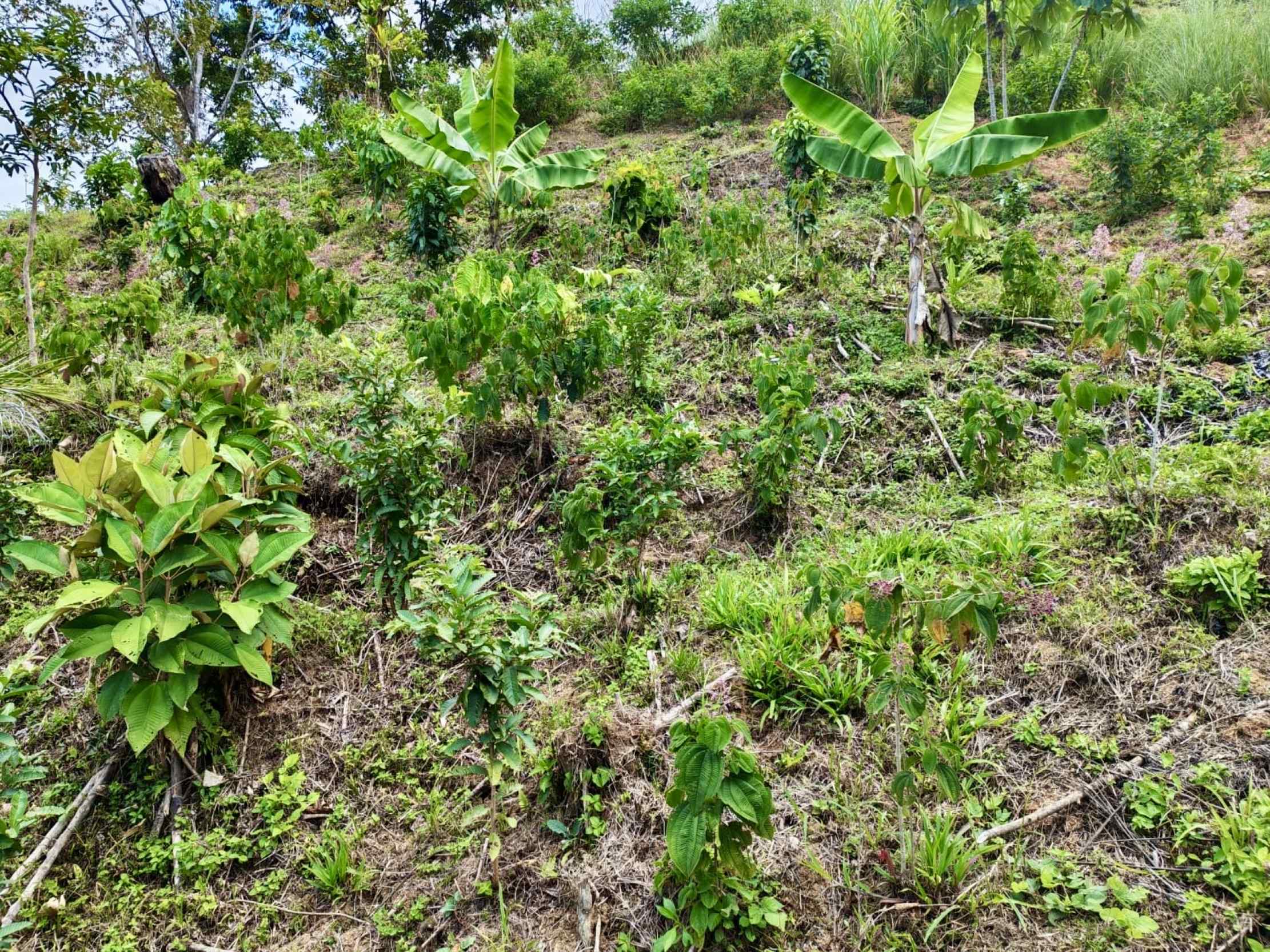 Spectacular Ocean View 24+ Acre Building Lot with Legal Water in Dominical Costa Rica