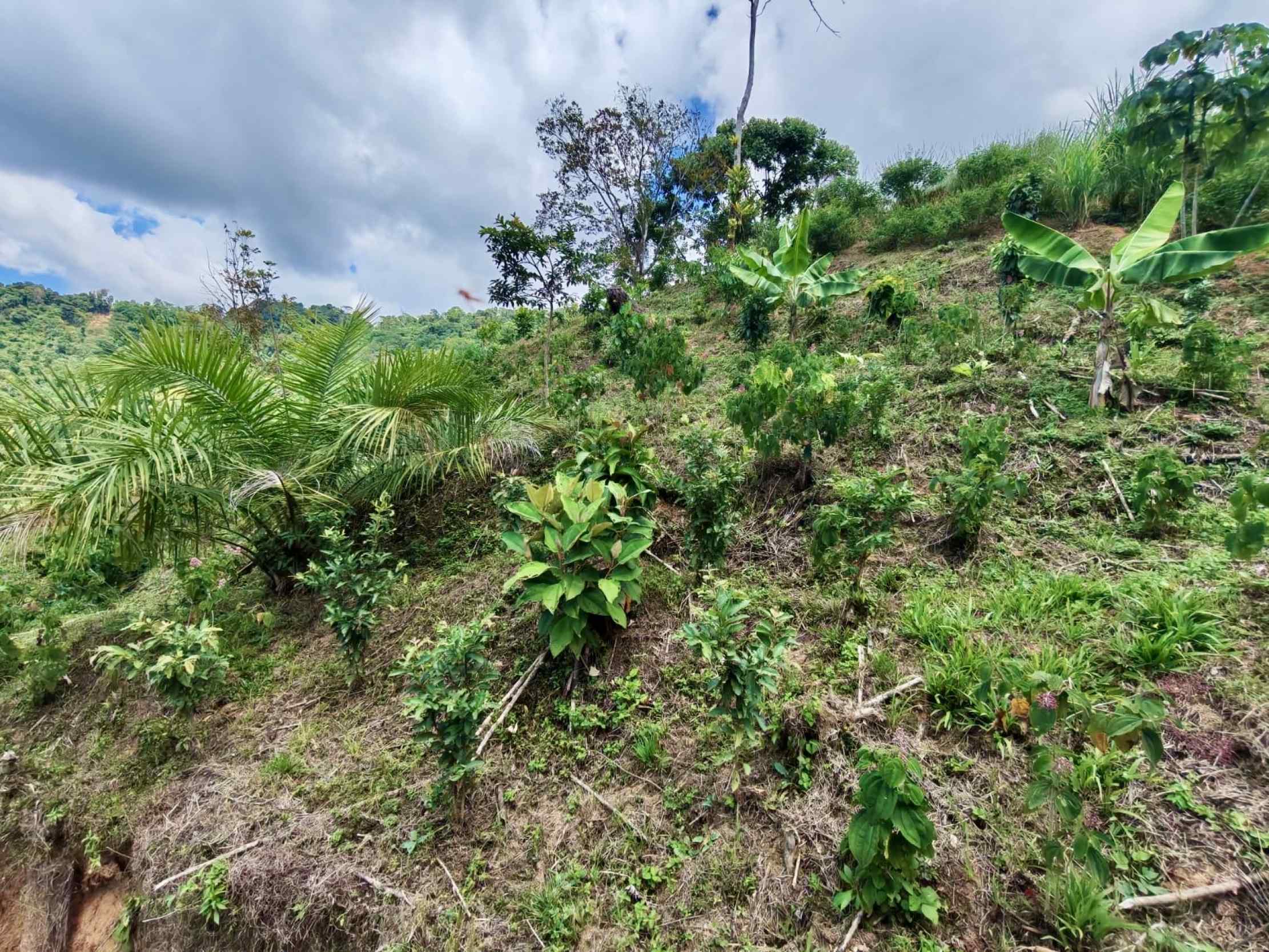 Spectacular Ocean View 24+ Acre Building Lot with Legal Water in Dominical Costa Rica