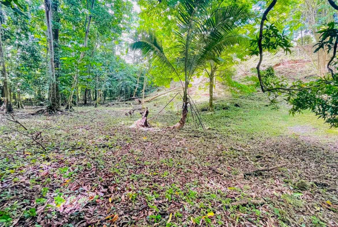 3.11-acre farm in Ojochal, Costa Rica – photo 10 of 21