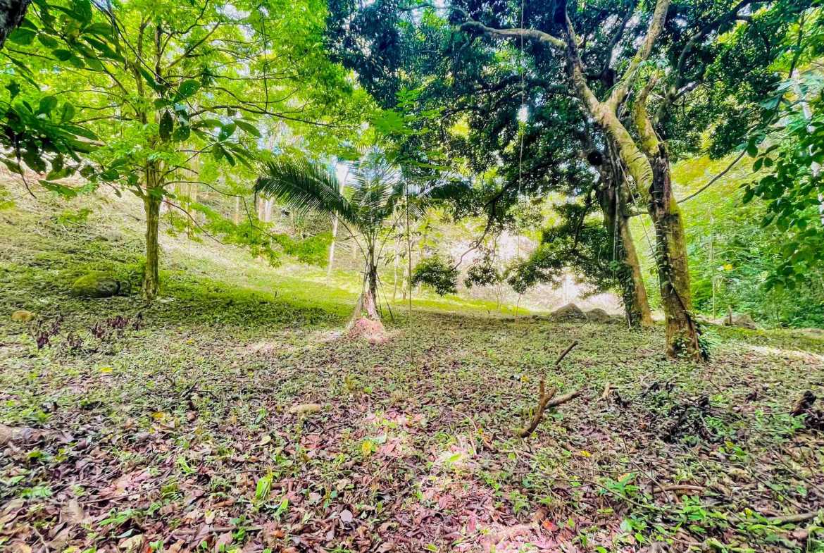 3.11-acre farm in Ojochal, Costa Rica – photo 11 of 21