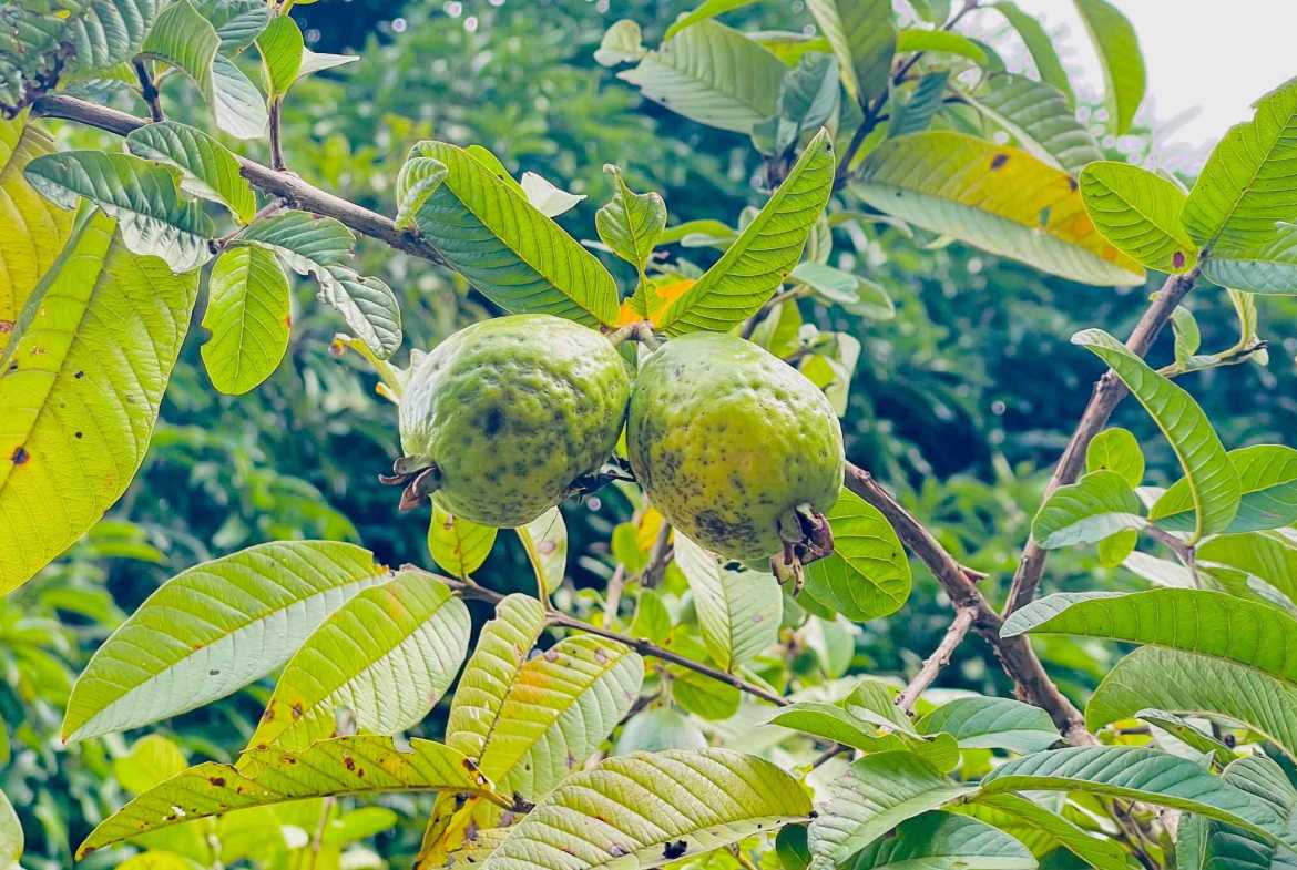 3.11-acre farm in Ojochal, Costa Rica – photo 14 of 21