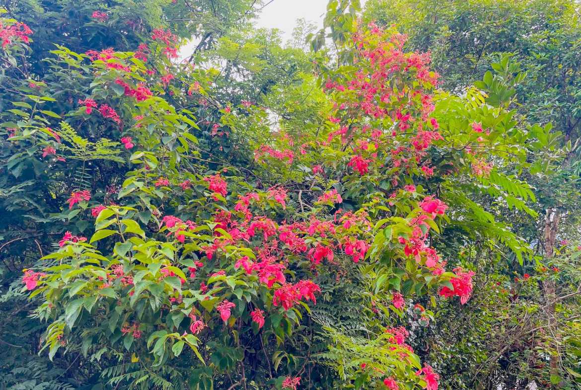 3.11-acre farm in Ojochal, Costa Rica – photo 17 of 21