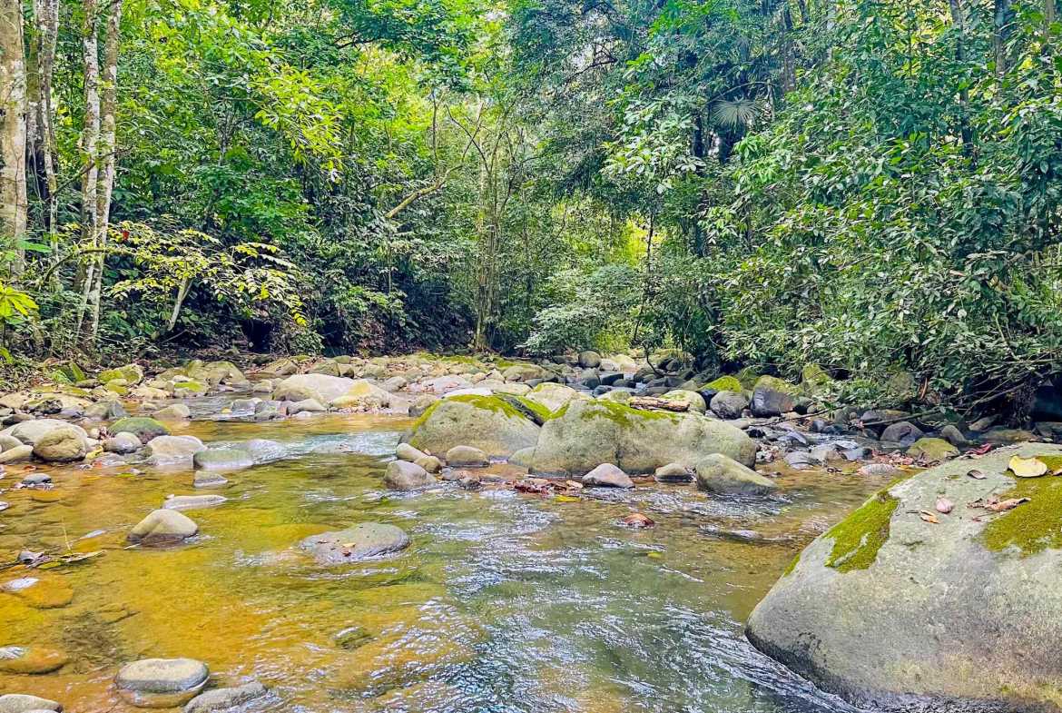 3.11-acre farm in Ojochal, Costa Rica – photo 18 of 21