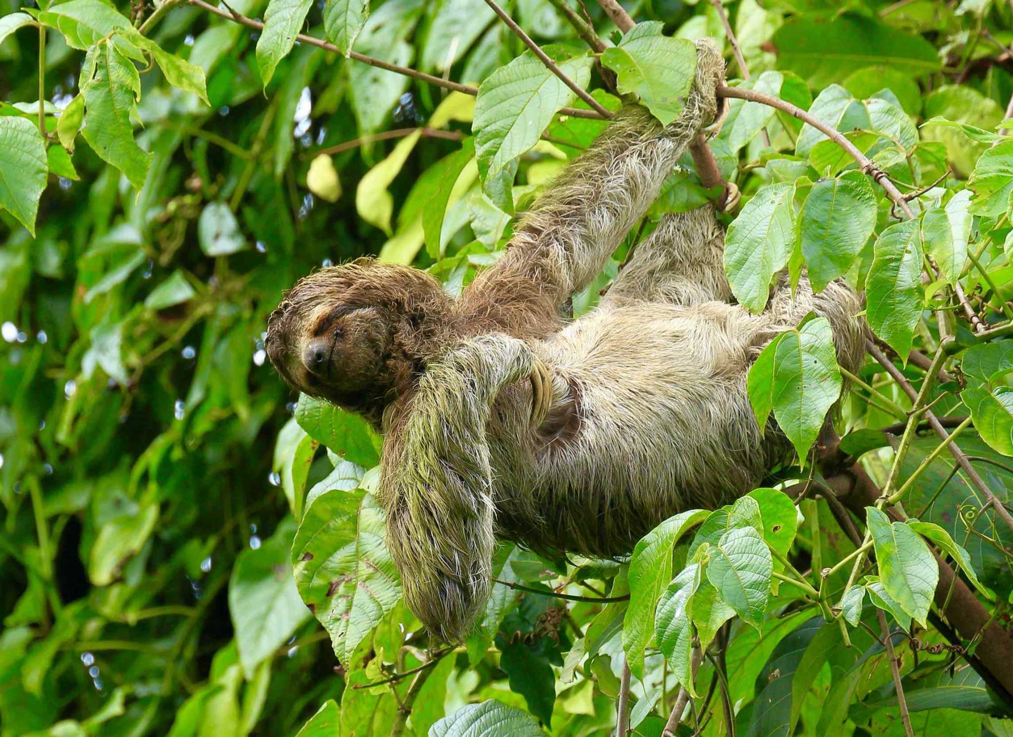 74954-2 Breathtaking Wildlife-Rich Building Lot with Mountain and Ocean Views in Ojochal Costa Rica