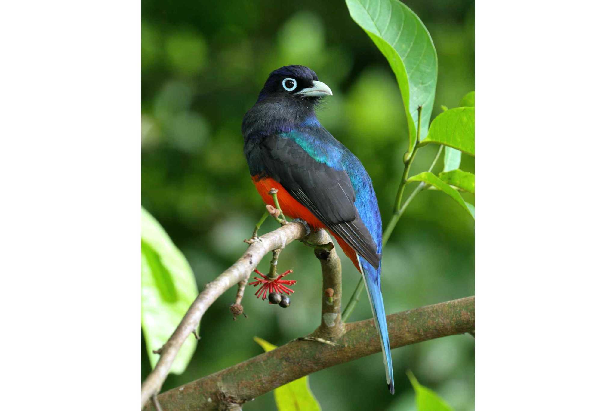74954-4 Breathtaking Wildlife-Rich Building Lot with Mountain and Ocean Views in Ojochal Costa Rica