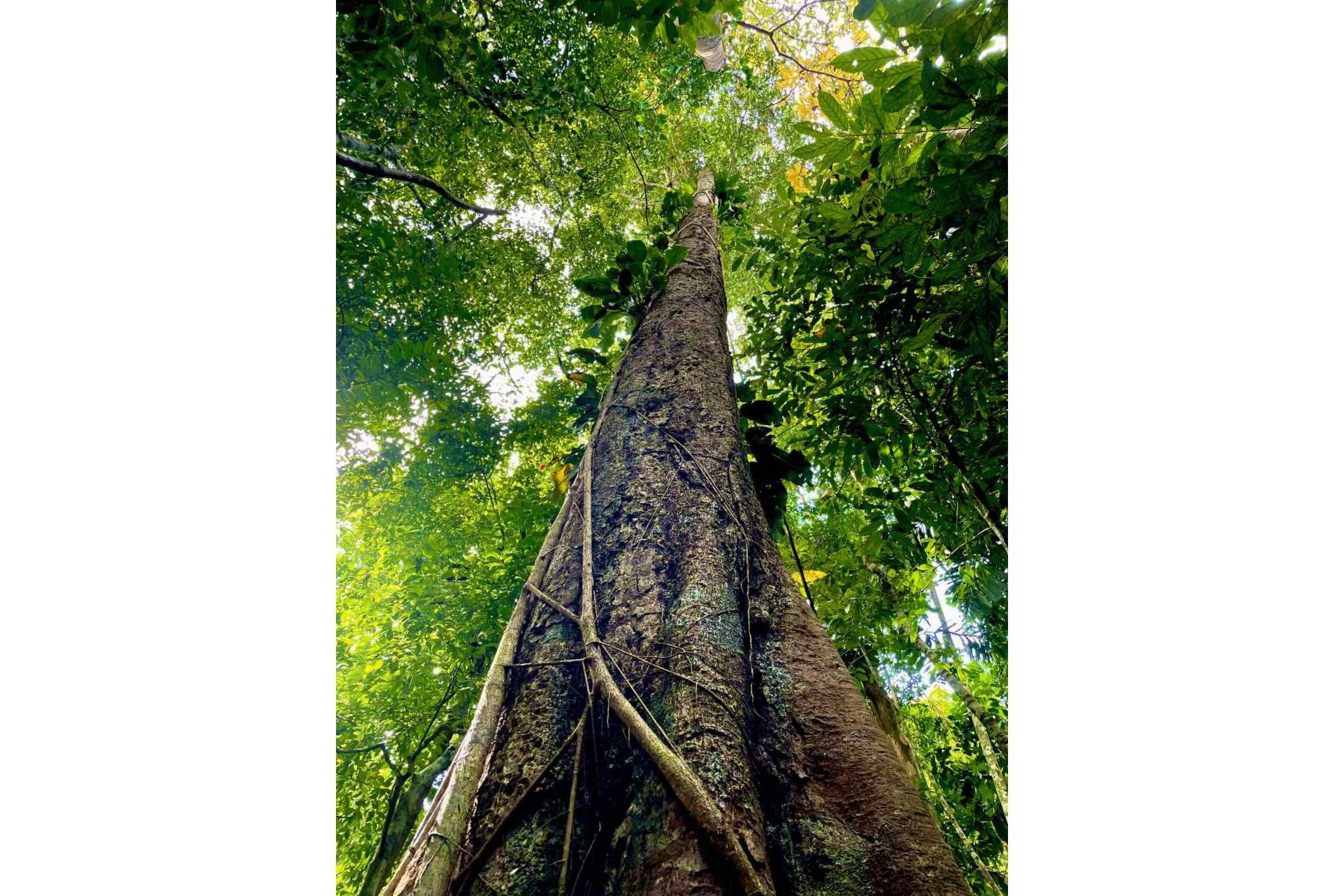 74954-13 Breathtaking Wildlife-Rich Building Lot with Mountain and Ocean Views in Ojochal Costa Rica