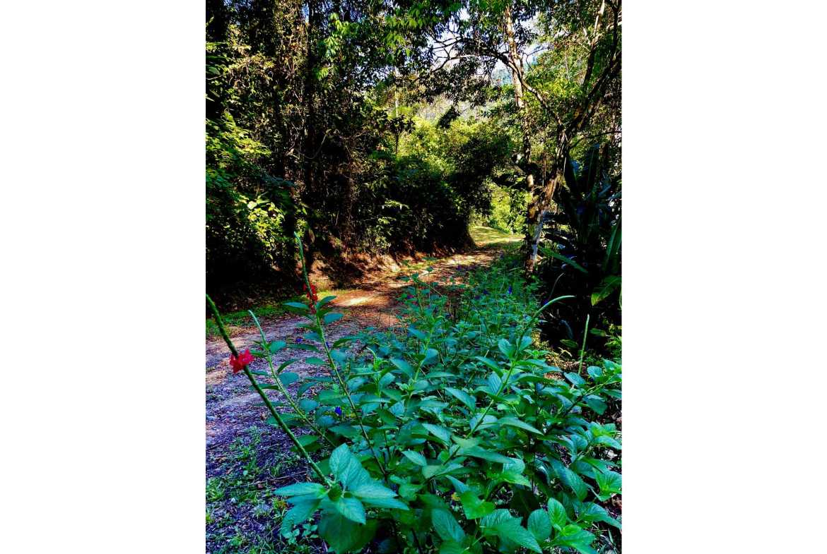 Wildlife-Rich Building Lot with Mountain and Ocean Views, photo 14 of 20