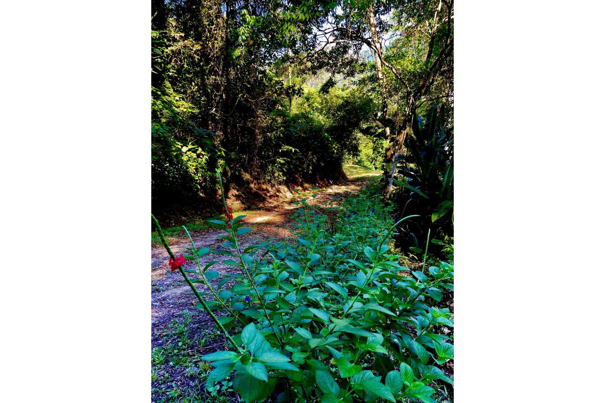 74954-14 Breathtaking Wildlife-Rich Building Lot with Mountain and Ocean Views in Ojochal Costa Rica