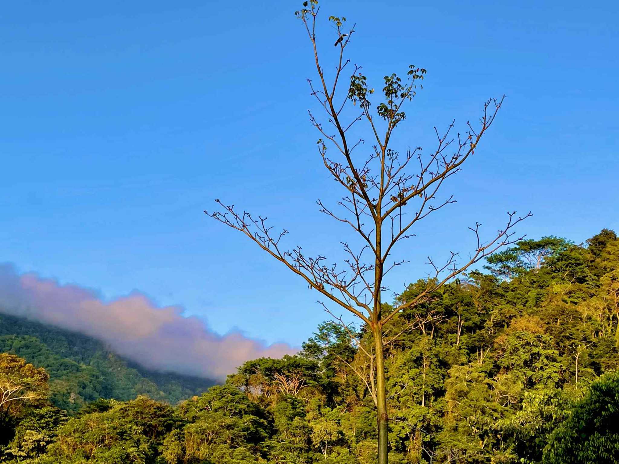 74954-18 Breathtaking Wildlife-Rich Building Lot with Mountain and Ocean Views in Ojochal Costa Rica