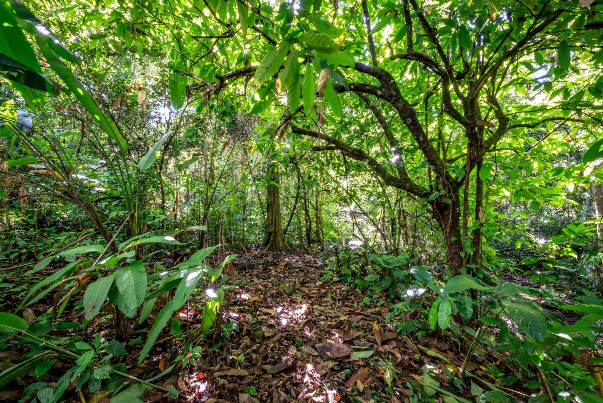 74956-2 Twin Jungle-View 2+ Acre Building Lots with Legal Water in Uvita Costa Rica