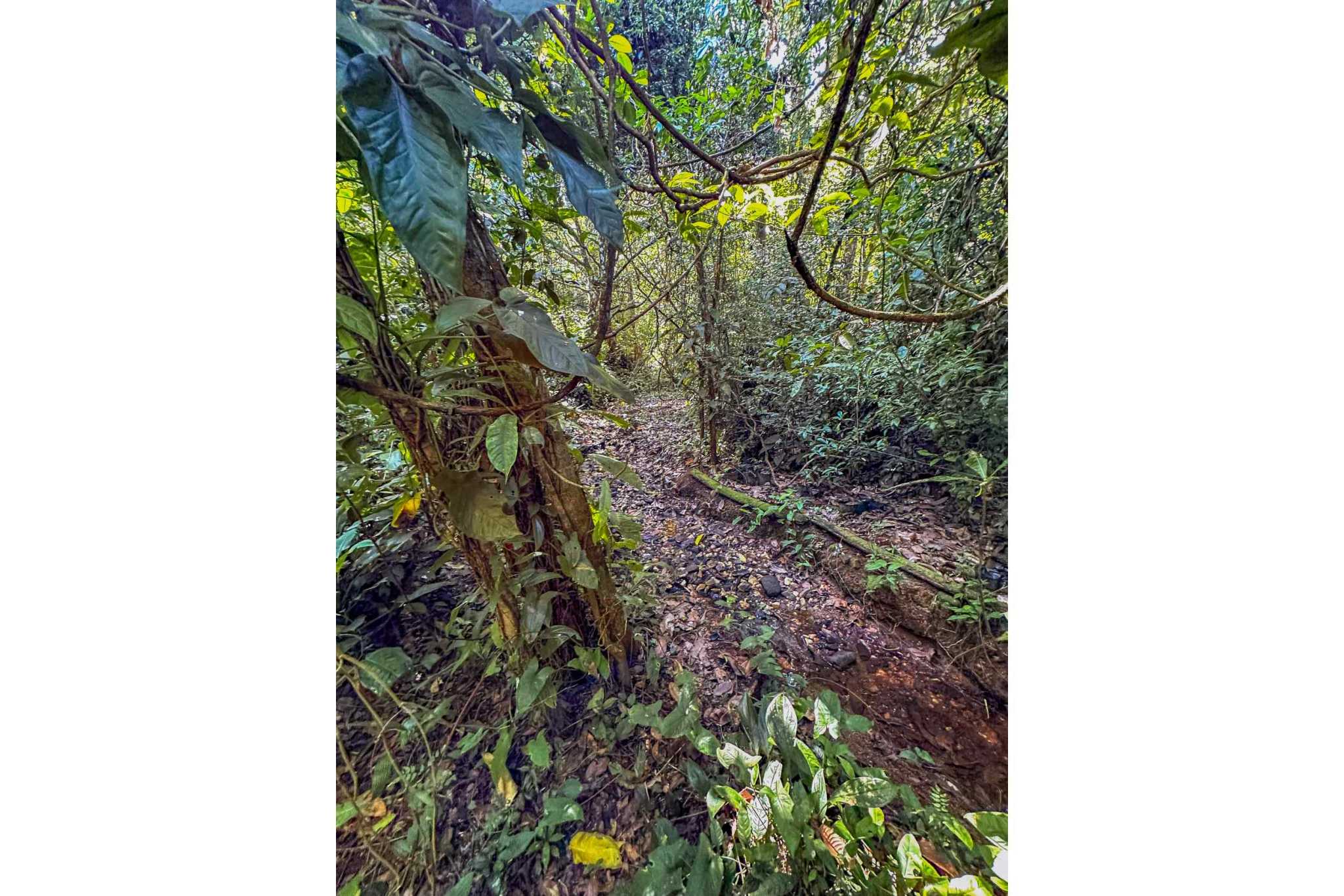 74960-34 Prime Ocean & Mountain View 4-Acre Building Lot with Legal Water in Ojochal Costa Rica