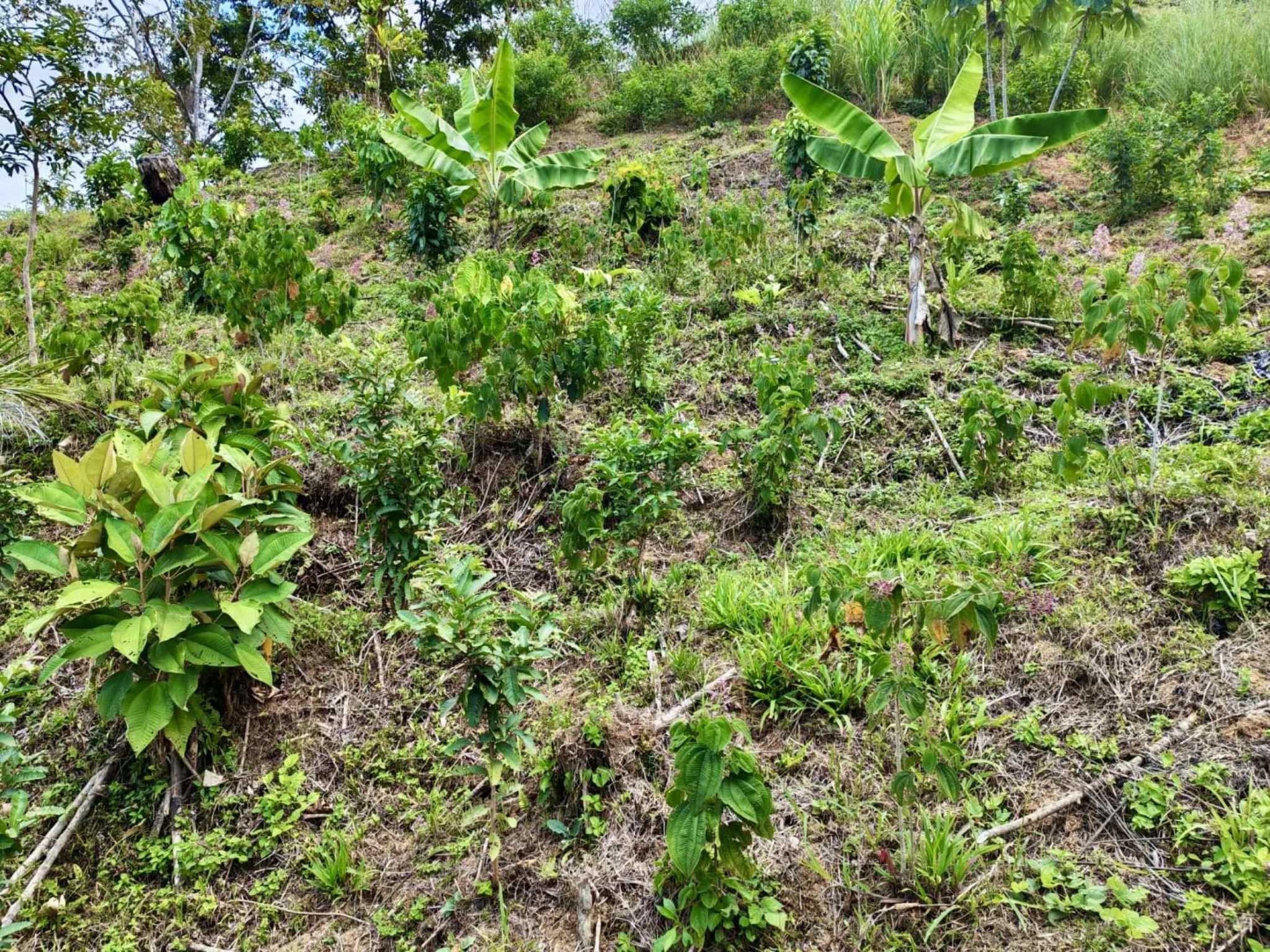 Spectacular Ocean View 24+ Acre Building Lot with Legal Water in Dominical Costa Rica