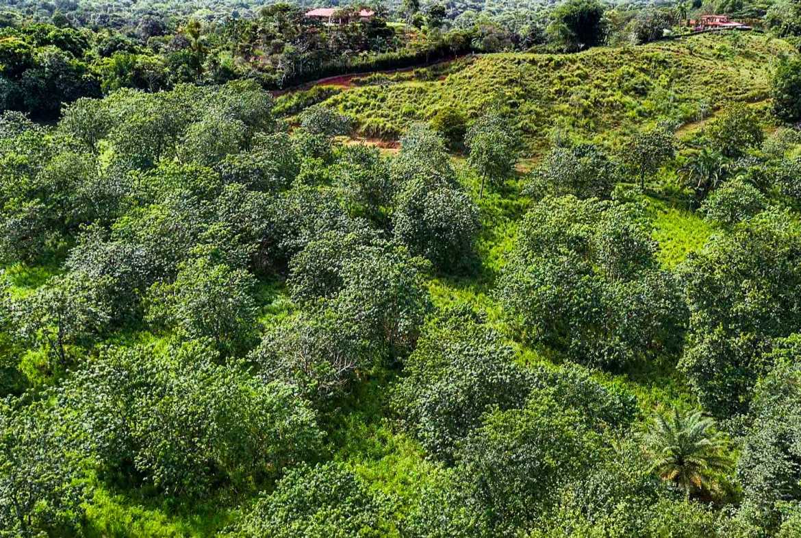 Huge Jungle View Building Lot with River Frontage and Legal Water, photo 8 of 24