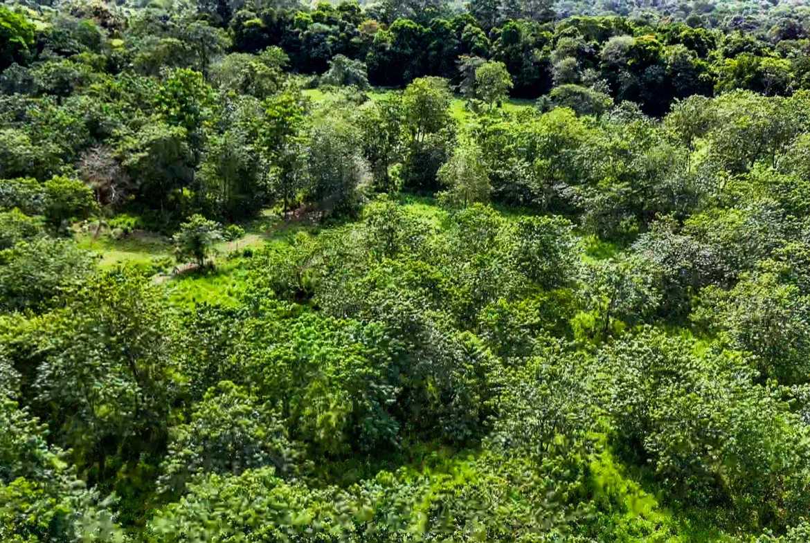 Huge Jungle View Building Lot with River Frontage and Legal Water, photo 9 of 24