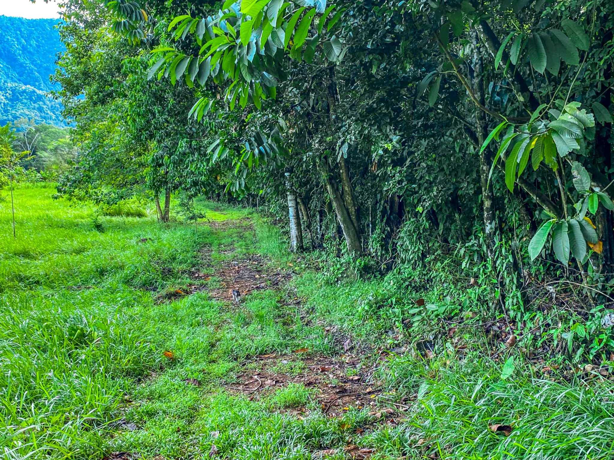 Huge Jungle View Building Lot with River Frontage and Legal Water in Ojochal Costa Rica