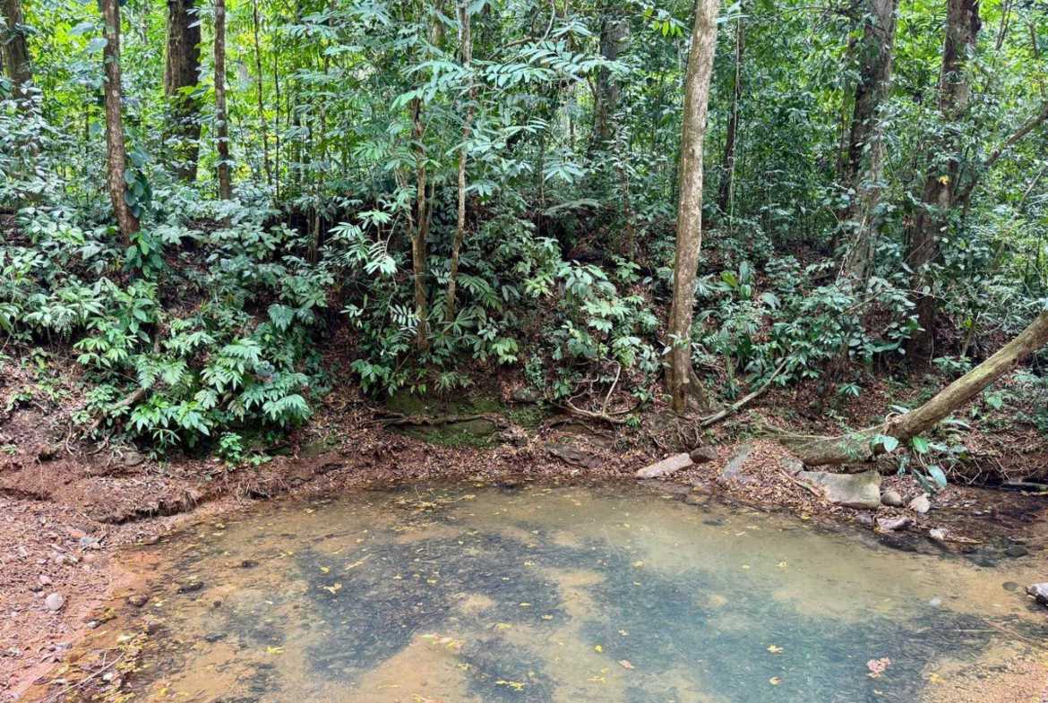 4.8-acre farm in Platanillo, Costa Rica – photo 2 of 15