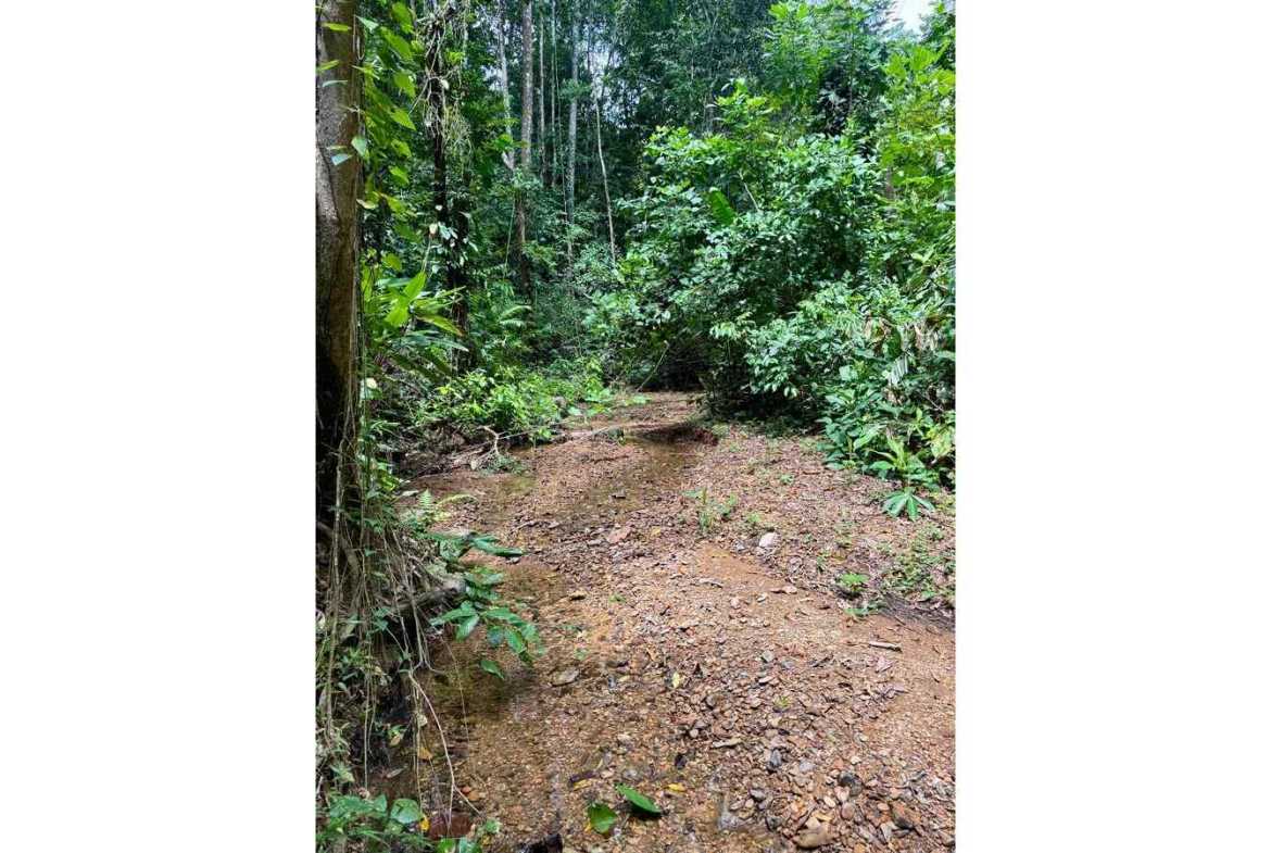 4.8-acre farm in Platanillo, Costa Rica – photo 7 of 15