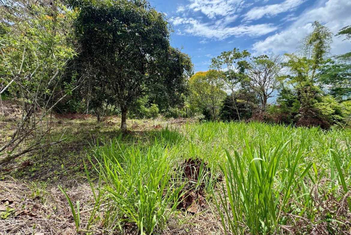 4.8-acre farm in Platanillo, Costa Rica – photo 9 of 15