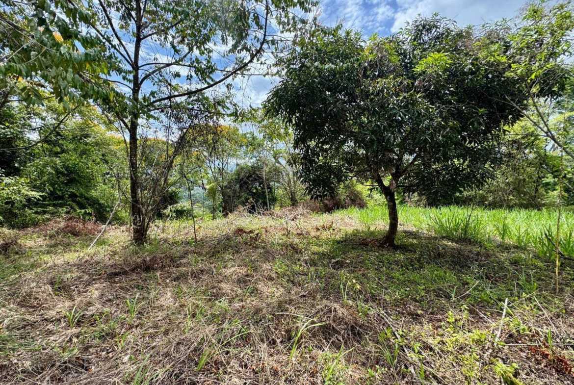4.8-acre farm in Platanillo, Costa Rica – photo 12 of 15