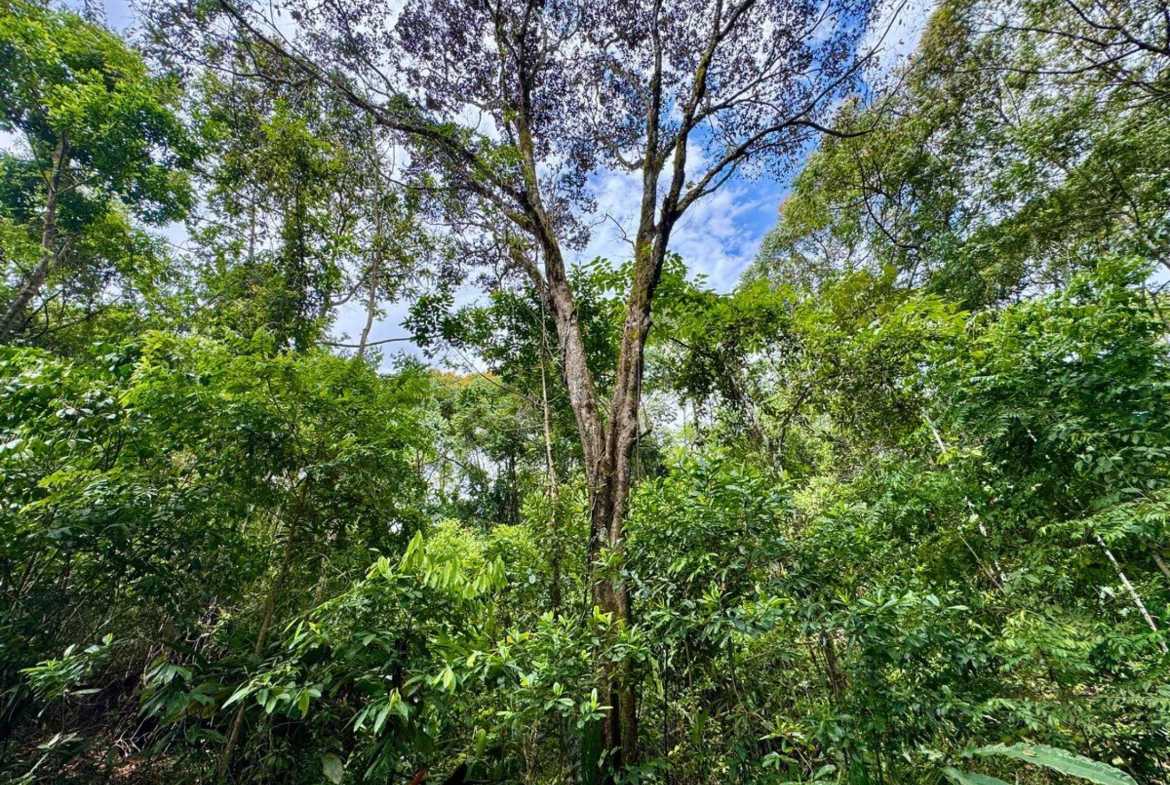 4.8-acre farm in Platanillo, Costa Rica – photo 14 of 15