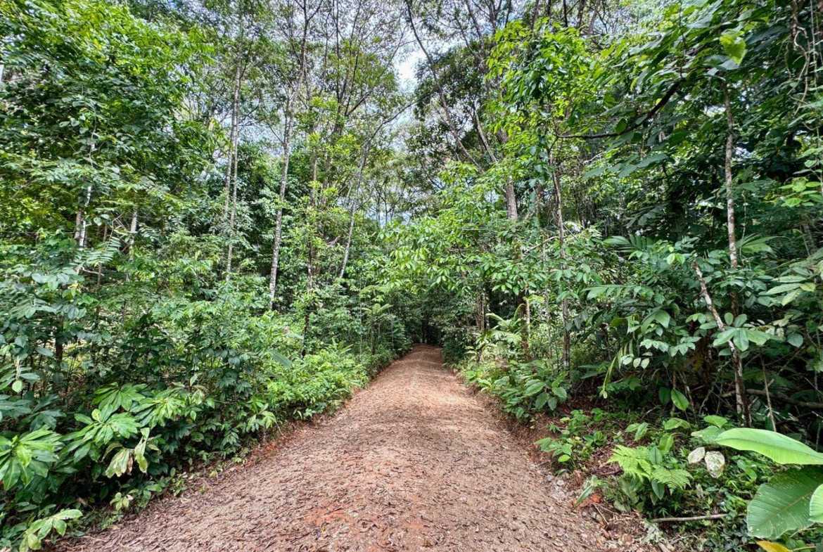 4.8-acre farm in Platanillo, Costa Rica – photo 15 of 15