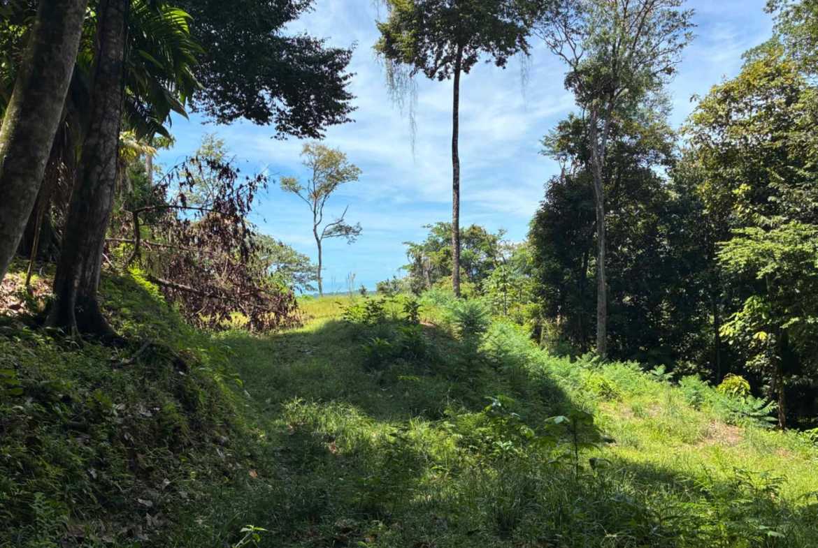 Marvelous Ocean & Jungle View Building Lot, photo 3 of 24