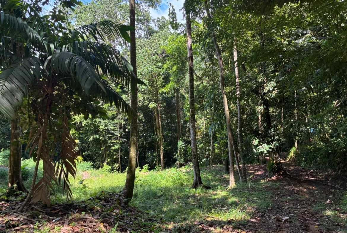 Marvelous Ocean & Jungle View Building Lot, photo 4 of 24