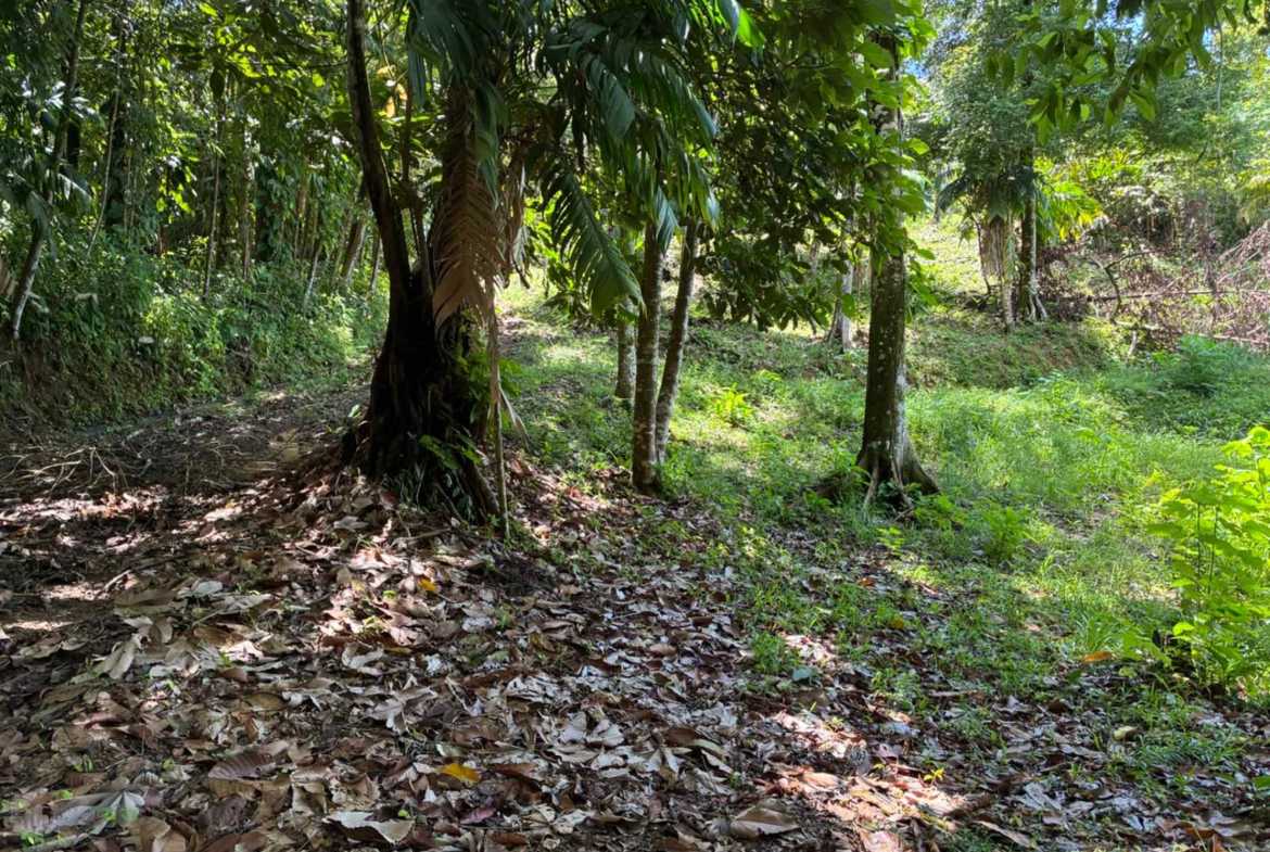 Marvelous Ocean & Jungle View Building Lot, photo 5 of 24