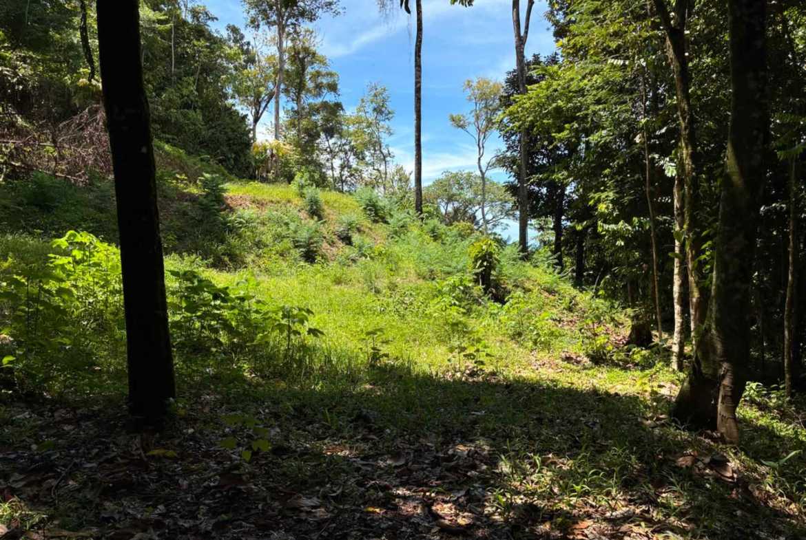 Marvelous Ocean & Jungle View Building Lot, photo 6 of 24