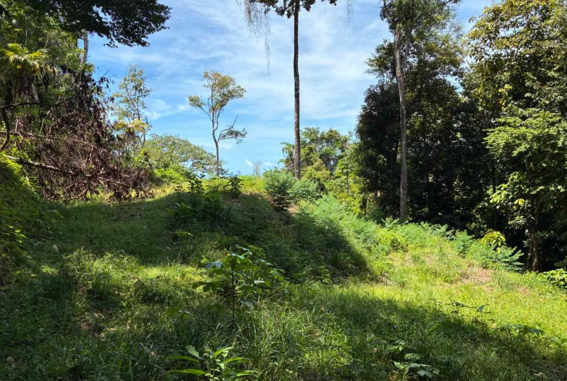 Marvelous Ocean & Jungle View Building Lot, photo 7 of 24