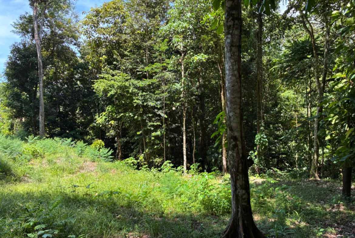 Marvelous Ocean & Jungle View Building Lot, photo 8 of 24