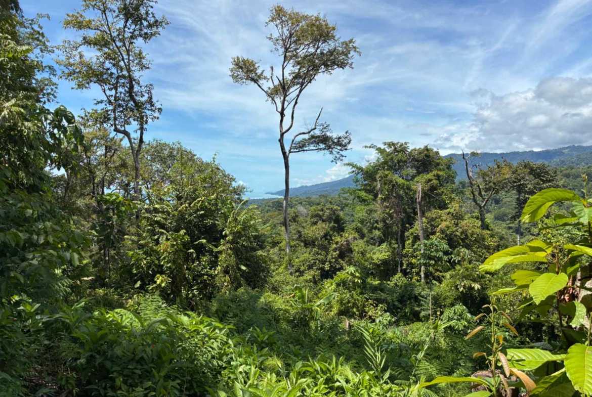 Marvelous Ocean & Jungle View Building Lot, photo 13 of 24