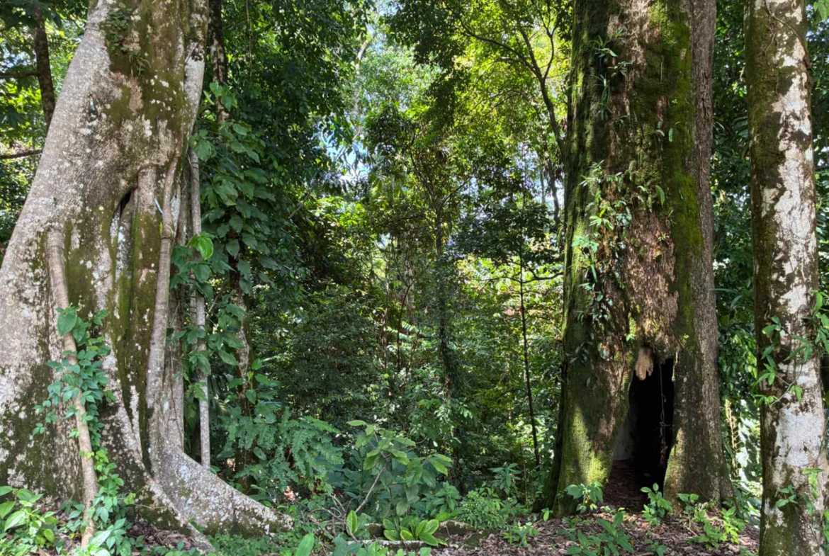 Marvelous Ocean & Jungle View Building Lot, photo 14 of 24