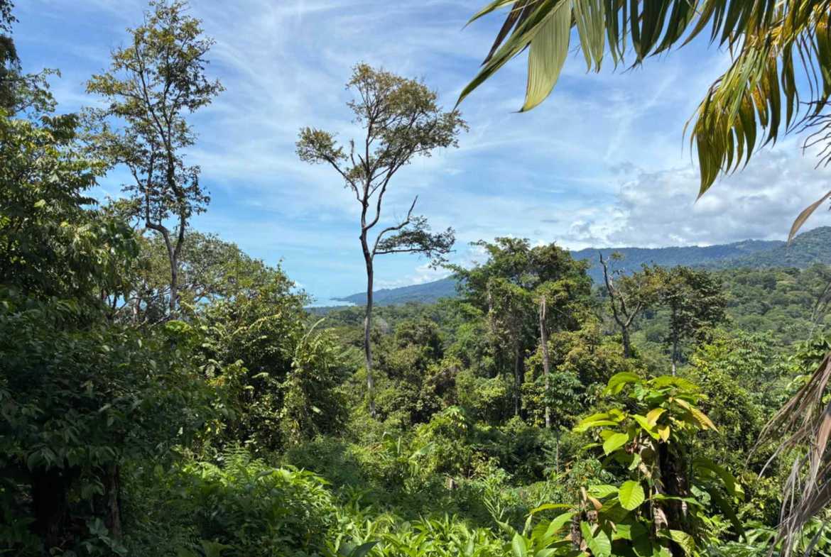 Marvelous Ocean & Jungle View Building Lot, photo 15 of 24