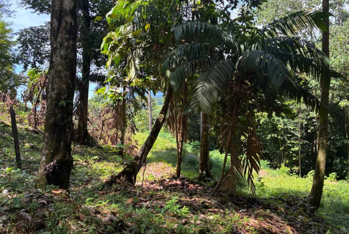 Marvelous Ocean & Jungle View Building Lot, photo 16 of 24