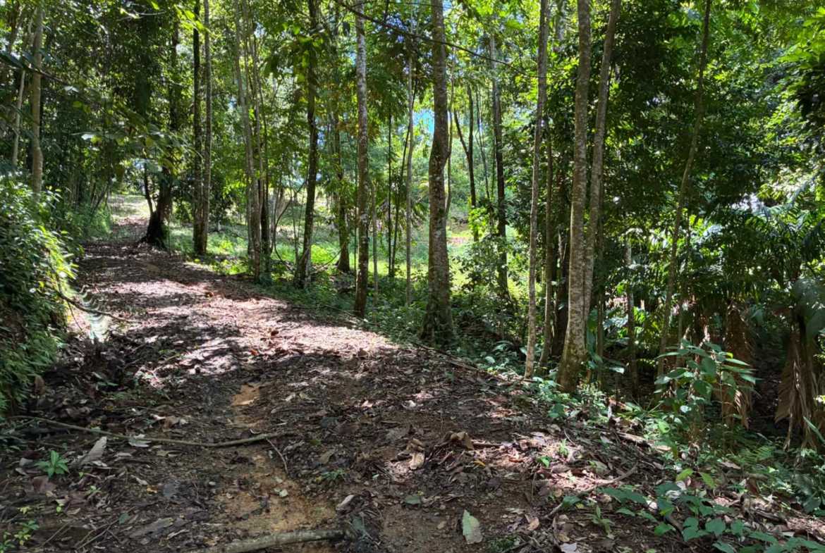 Marvelous Ocean & Jungle View Building Lot, photo 17 of 24