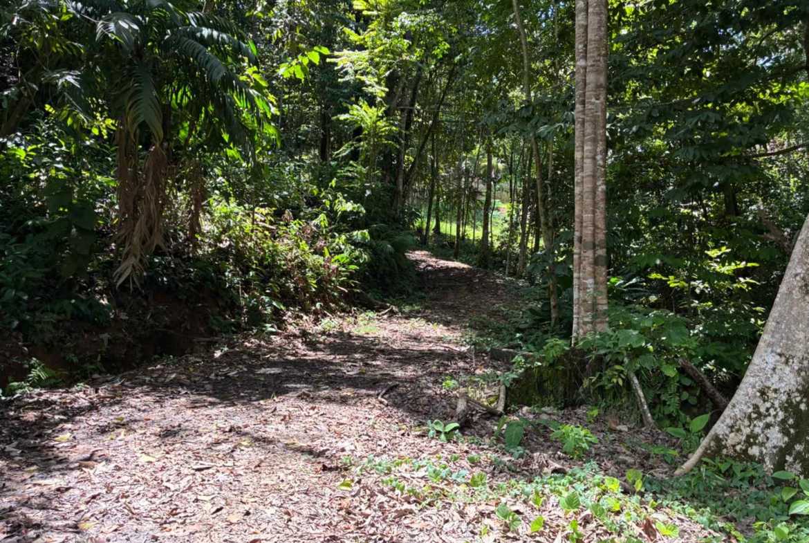 Marvelous Ocean & Jungle View Building Lot, photo 18 of 24