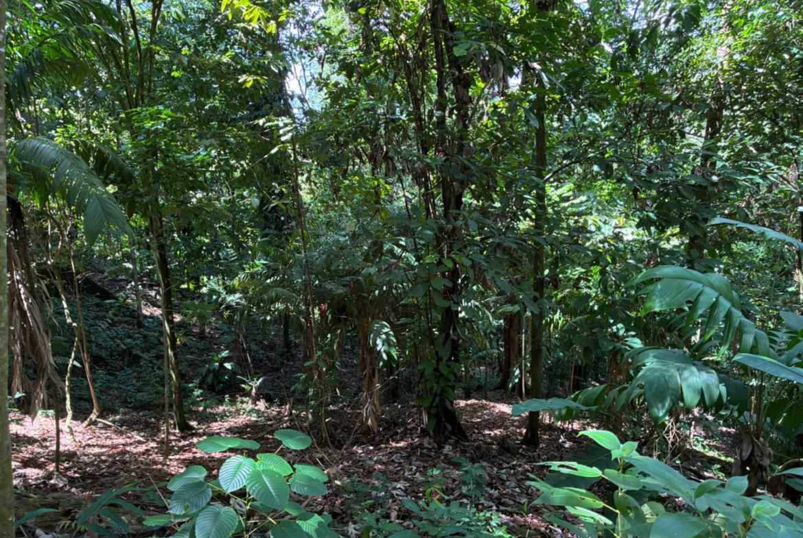 Marvelous Ocean & Jungle View Building Lot, photo 21 of 24