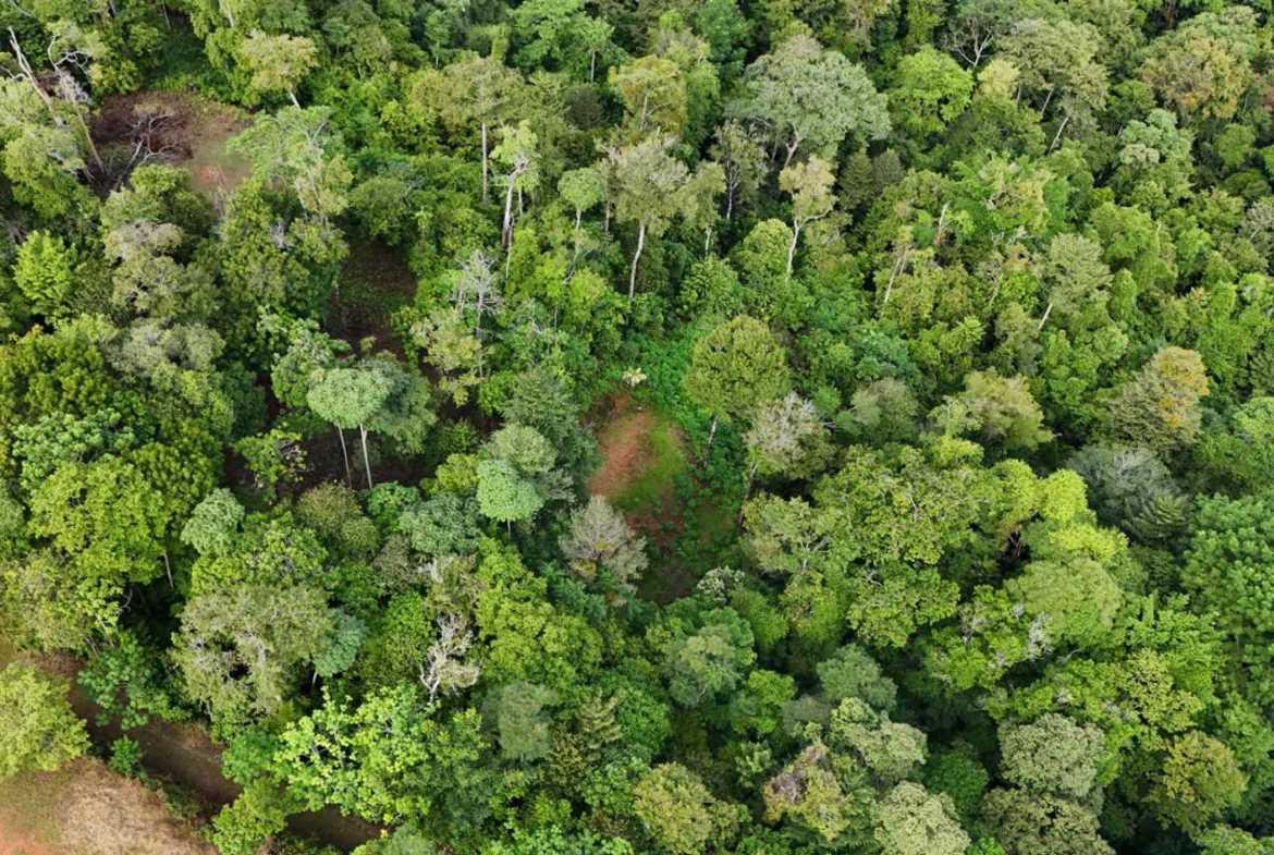 Marvelous Ocean & Jungle View Building Lot, photo 24 of 24